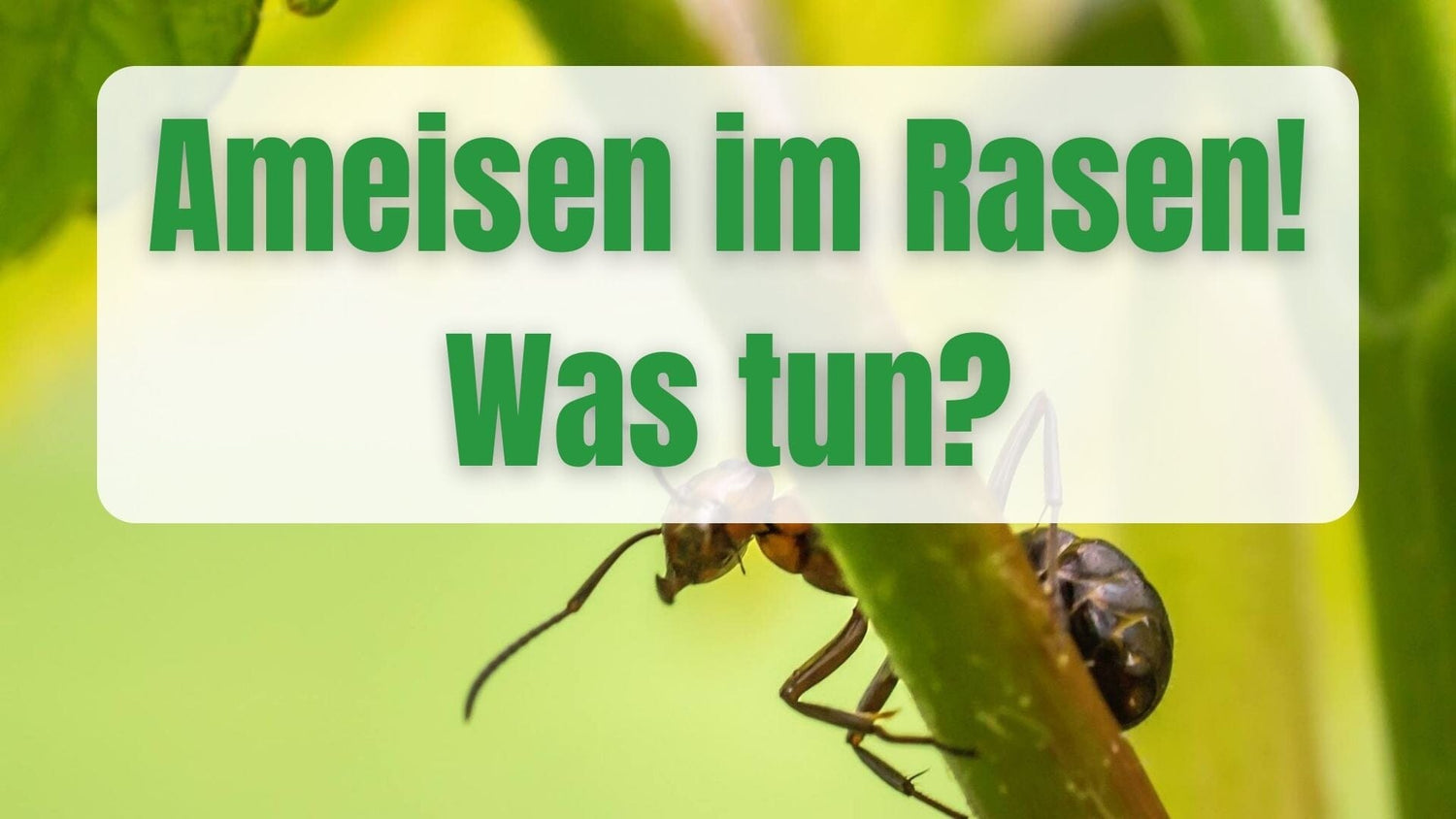7 Tipps gegen Ameisen im Rasen