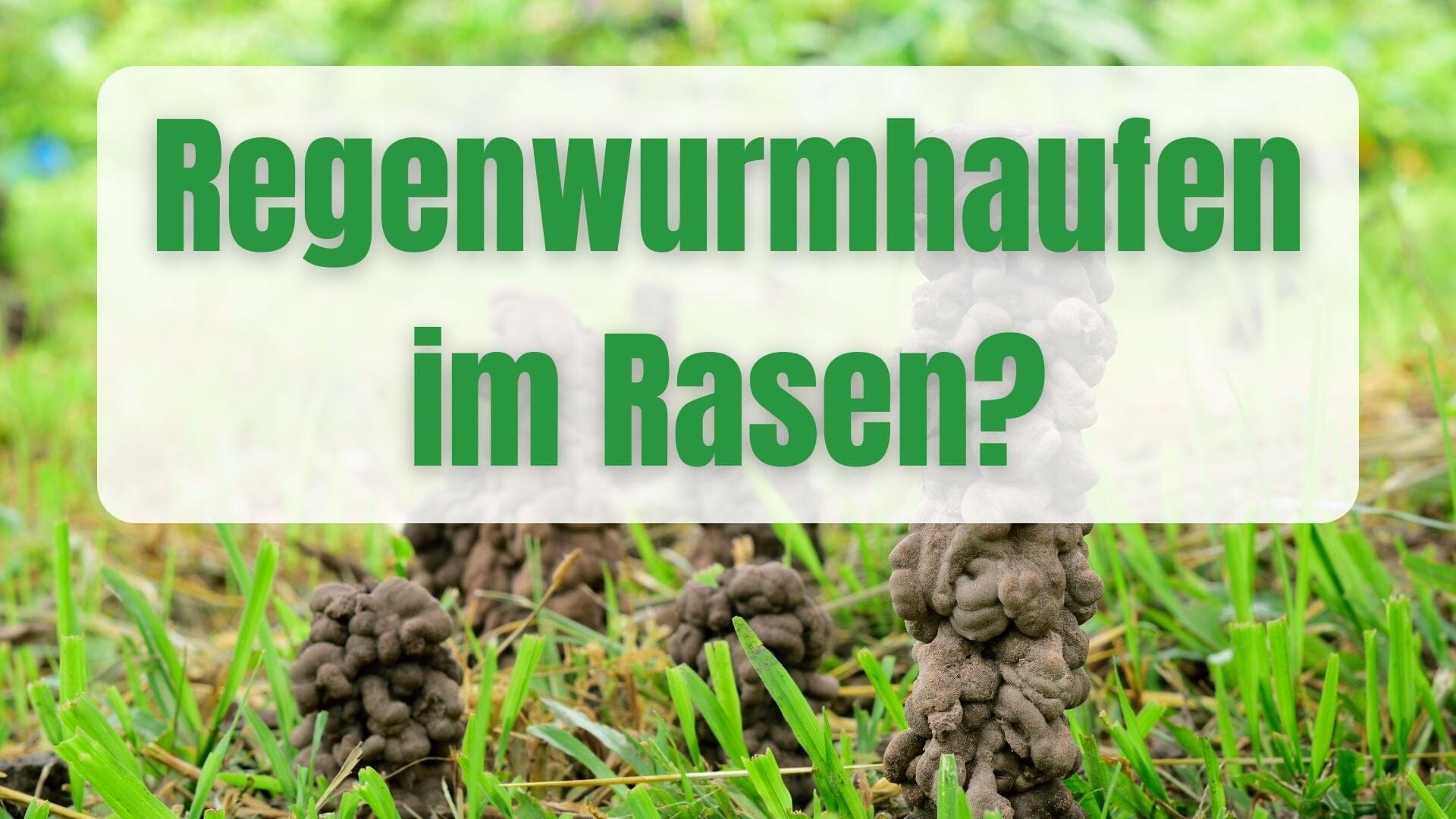 Was tun gegen Regenwurmhaufen im Rasen?