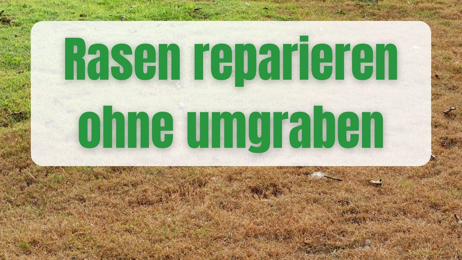 Rasen reparieren ohne umgraben